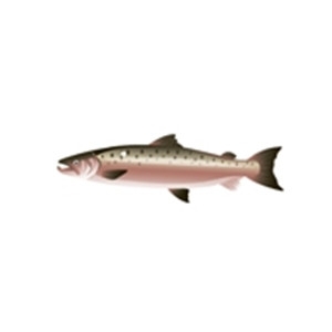 Pale Brown Salmon